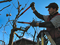 How Pruning Helps Revitalize and Preserve Mature Trees
