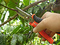 Tree Pruning for Fire Prevention: Protecting Your Home and Community