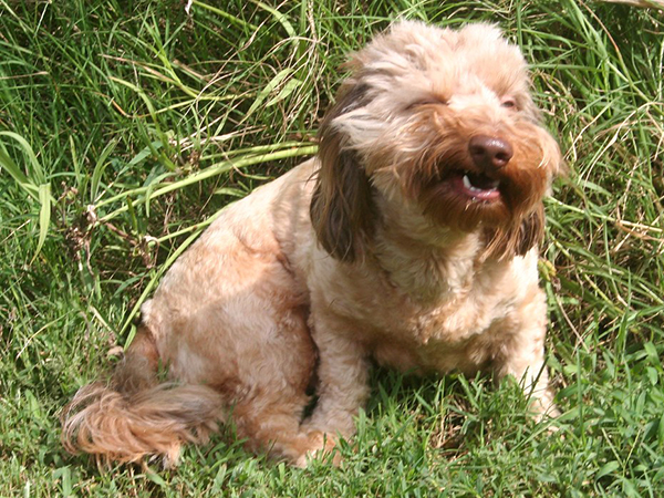 Social Media for What Causes Reverse Sneezing in Dogs: Understanding this Common Canine Phenomenon