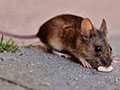 Strategies to Find Where Rodents are Entering Your Home