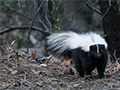 What to Do If Your Pet Is Sprayed By a Skunk