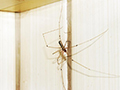 What to Do About Spiders Indoors