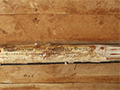 How to Minimize Termite Damage: Protecting Your Home and Investment