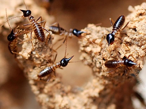 Social Media for Guarding Your Home: Essential Steps to Protect Against Termite Infestations