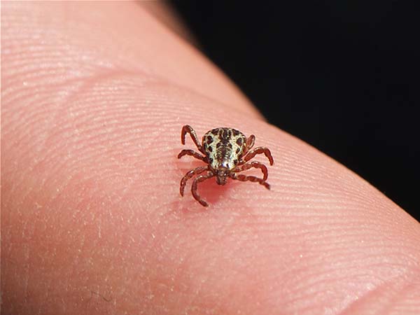 Social Media for Tips for Removing a Tick from Your Pet