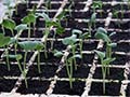 Transplanting Seedlings and Plants Outdoors: A Guide to Successful Garden Establishment
