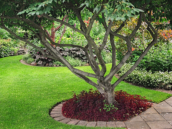 How to Improve Soil Around a Tree for Healthier Growth