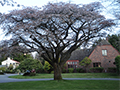 The Silent Struggle: How Drought Can Affect Trees