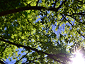 Deciding the Fate of a Tree: How Experts Determine if a Tree Needs to Be Removed