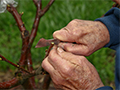 How and Why to Graft a Tree: Unlocking the Potential of Horticultural Mastery