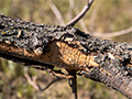 Protecting Your Trees from Insect Damage