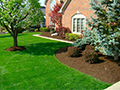 Creating a Lush Oasis: The Best Way to Mulch Around a Tree