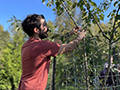 Avoid These Common Tree-Pruning Mistakes for a Healthier Landscape