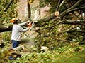 Maximizing Your Yard Space: The Benefits of Tree Removal