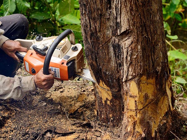 Social Media for Safeguarding the Process: Safety Protocols and Equipment Used to Remove a Tree