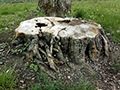 How to Kill and Remove a Tree Stump