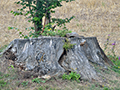 Tips for Removing a Tree Stump from Your Yard
