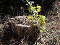 How to Regrow a Tree from a Stump: A Practical Guide to Natural Regeneration