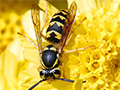 Unveiling Nature's Predators: The Difference Between a Hornet and a Wasp