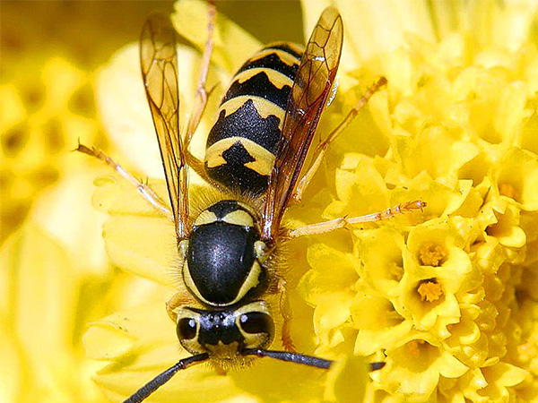 Social Media for Unveiling Nature's Predators: The Difference Between a Hornet and a Wasp