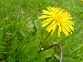 Tips for Getting Rid of Weeds in Your Yard