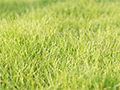 Why Is My Grass Turning Yellow? Understanding and Remedying the Issue